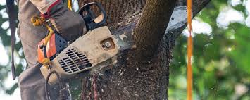 Best Tree Removal  in Independence, OH